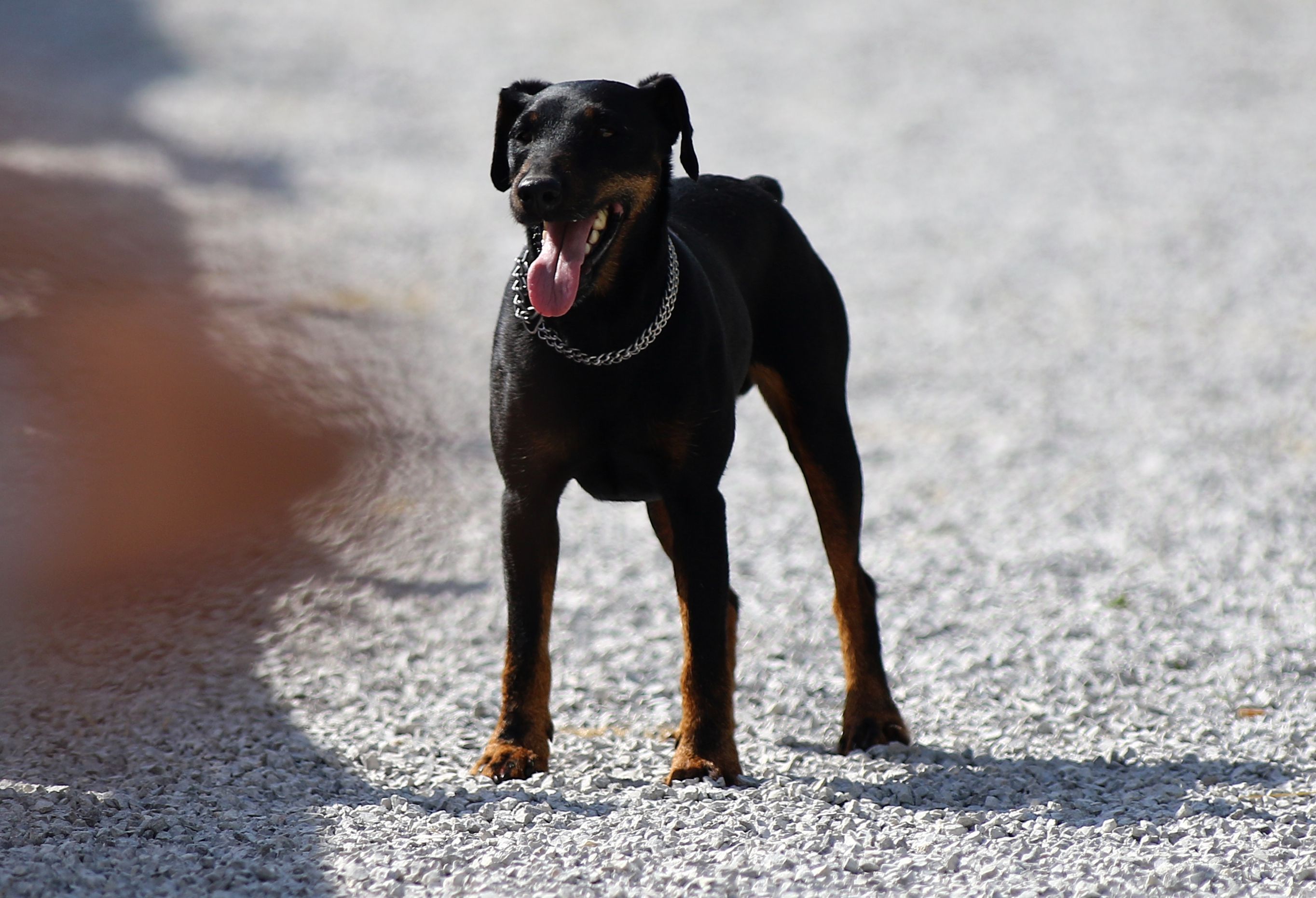 Jagd Terrier caractéristiques, prix, alimentation et santé de cette race de chien Jagd Terrier caractéristiques, prix, alimentation et santé de cette race de chien