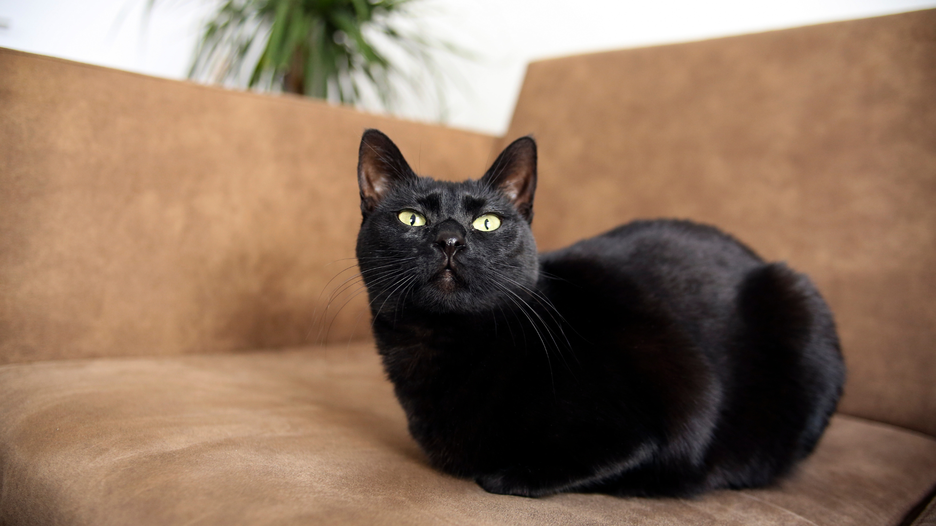 Bombay : caractéristiques, prix, alimentation et santé de cette race de chat