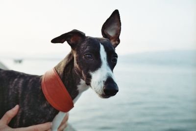 Whippet : caractéristiques, prix, alimentation et santé de cette race ...